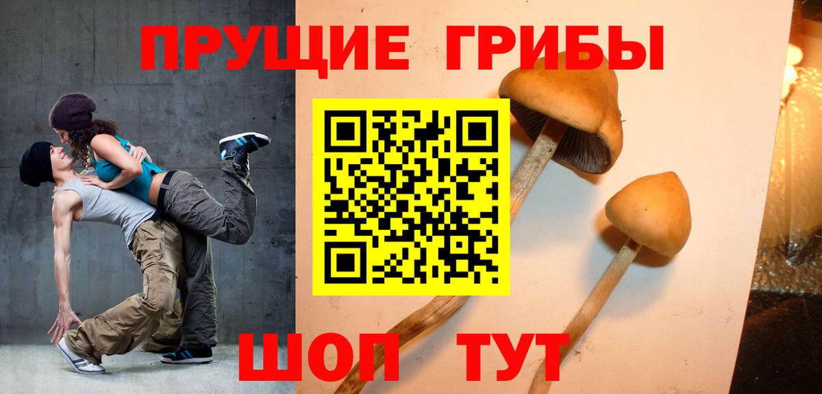 Псилоцибиновые грибы Psilocybe  Вход с VPN  Кудымкар 